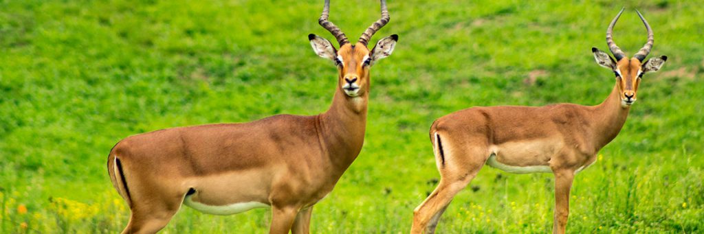 La chasse au client