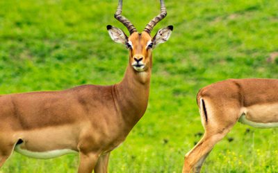 La chasse aux clients est fermée !